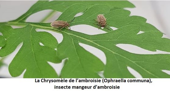 L'ambroisie, une plante dont il faut se protéger